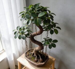 aerial roots ficus bonsai