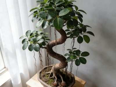 aerial roots ficus bonsai